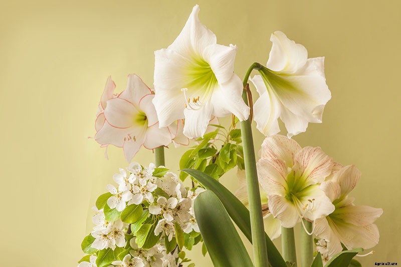 17 Awesome Amaryllis Varieties to Grow Indoors or Out