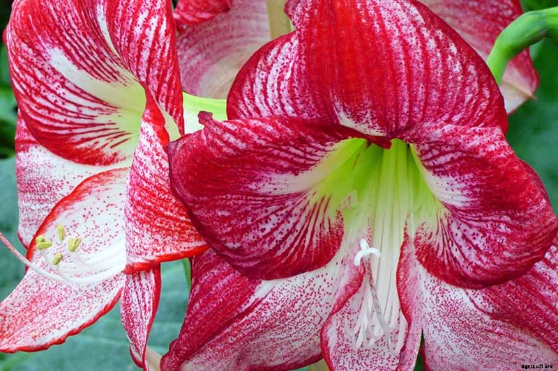 17 Awesome Amaryllis Varieties to Grow Indoors or Out