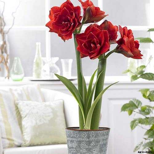 17 Awesome Amaryllis Varieties to Grow Indoors or Out