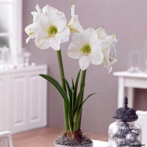 17 Awesome Amaryllis Varieties to Grow Indoors or Out