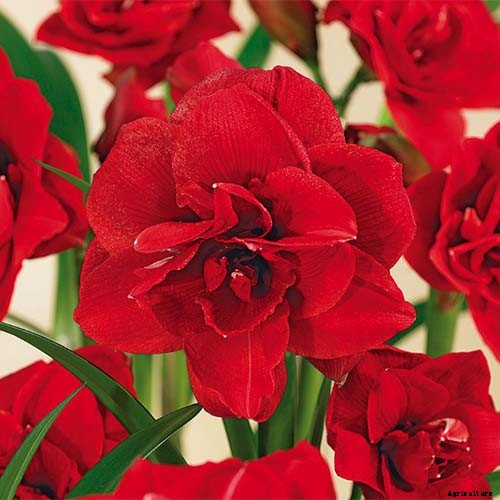 17 Awesome Amaryllis Varieties to Grow Indoors or Out