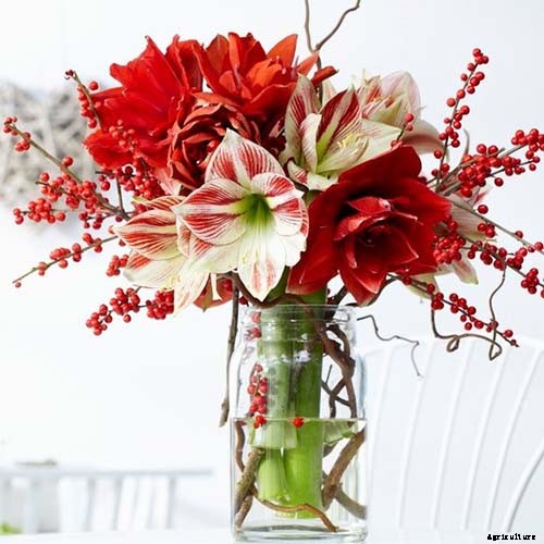 17 Awesome Amaryllis Varieties to Grow Indoors or Out