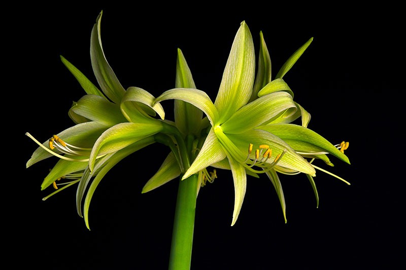 17 Awesome Amaryllis Varieties to Grow Indoors or Out