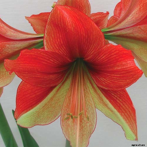 17 Awesome Amaryllis Varieties to Grow Indoors or Out