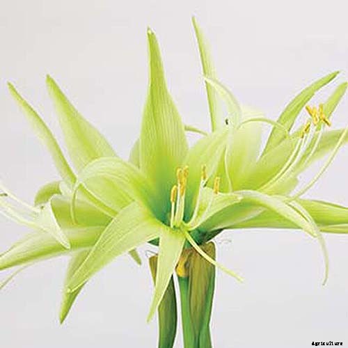 17 Awesome Amaryllis Varieties to Grow Indoors or Out