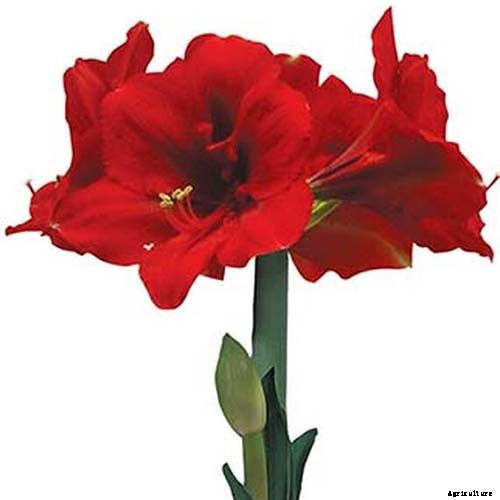 17 Awesome Amaryllis Varieties to Grow Indoors or Out