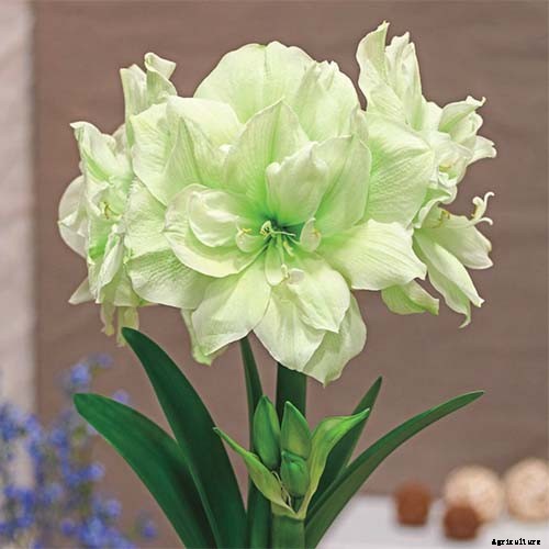 17 Awesome Amaryllis Varieties to Grow Indoors or Out