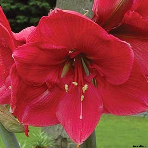 17 Awesome Amaryllis Varieties to Grow Indoors or Out