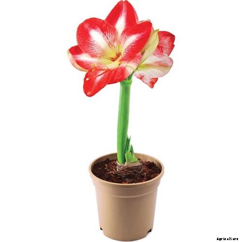 17 Awesome Amaryllis Varieties to Grow Indoors or Out