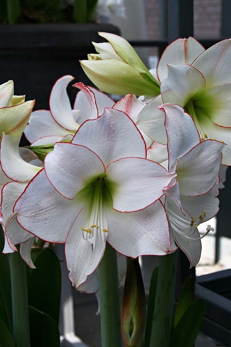 17 Awesome Amaryllis Varieties to Grow Indoors or Out