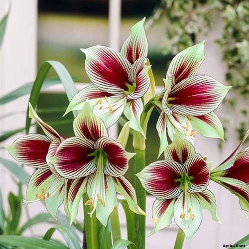 17 Awesome Amaryllis Varieties to Grow Indoors or Out