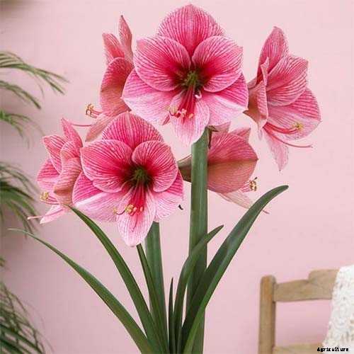 17 Awesome Amaryllis Varieties to Grow Indoors or Out