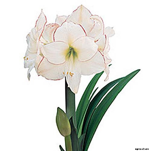 17 Awesome Amaryllis Varieties to Grow Indoors or Out