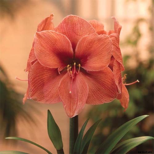 17 Awesome Amaryllis Varieties to Grow Indoors or Out