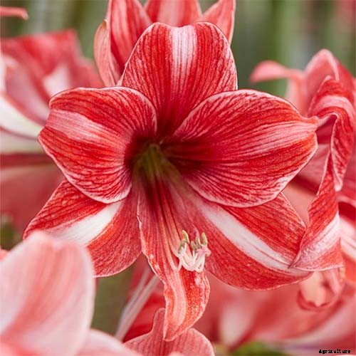 17 Awesome Amaryllis Varieties to Grow Indoors or Out