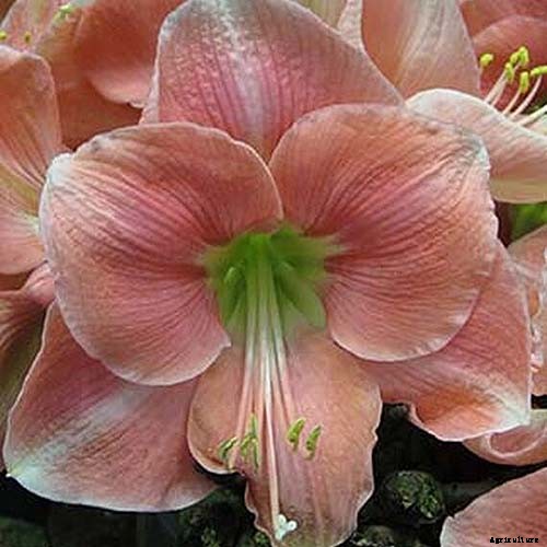 17 Awesome Amaryllis Varieties to Grow Indoors or Out