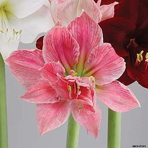 17 Awesome Amaryllis Varieties to Grow Indoors or Out