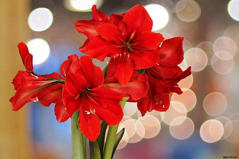 17 Awesome Amaryllis Varieties to Grow Indoors or Out