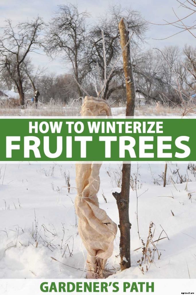 How to Prepare Fruit Trees for Winter