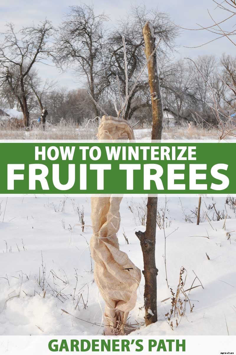 How to Prepare Fruit Trees for Winter