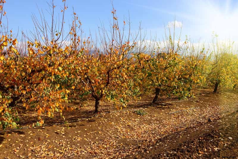 How to Prepare Fruit Trees for Winter