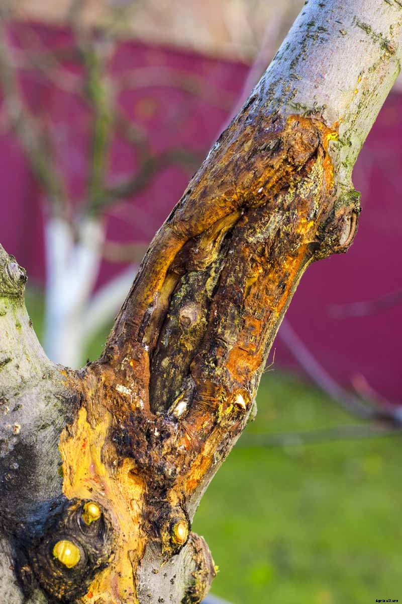 How to Prepare Fruit Trees for Winter