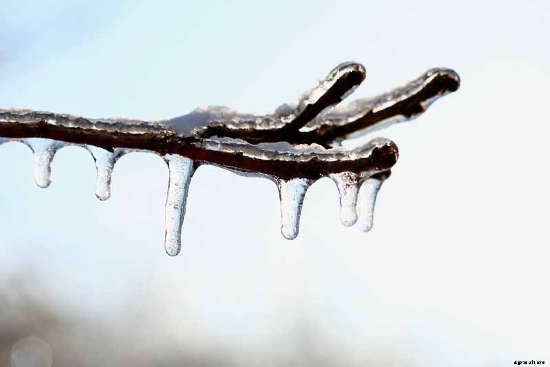 How to Prepare Fruit Trees for Winter