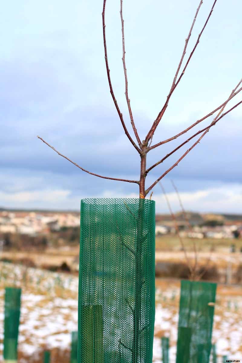 How to Prepare Fruit Trees for Winter