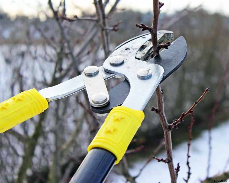 How to Prepare Fruit Trees for Winter
