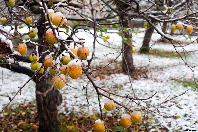 How to Prepare Fruit Trees for Winter