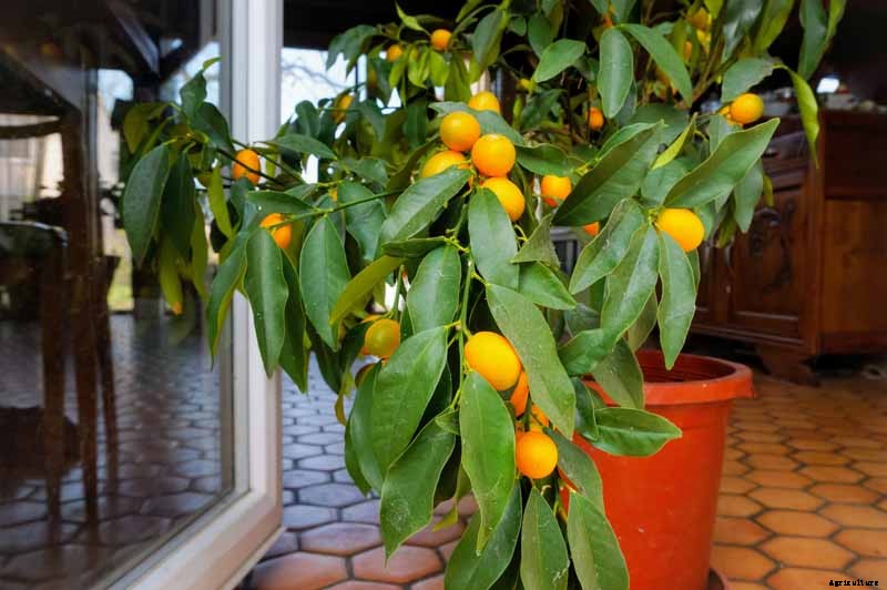 How to Prepare Fruit Trees for Winter