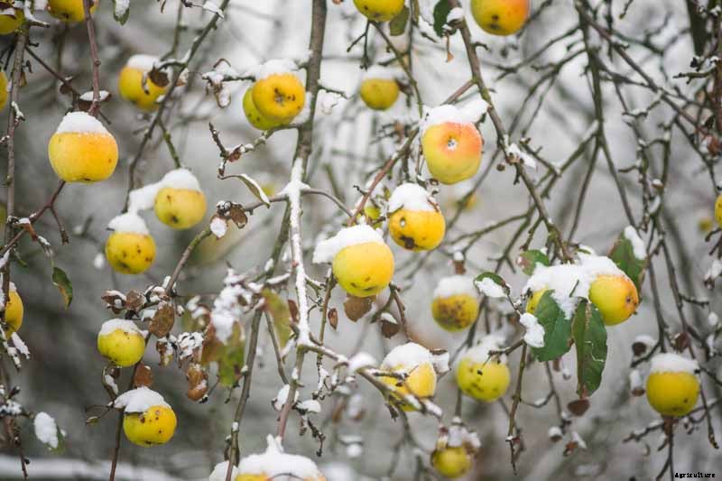 How to Prepare Fruit Trees for Winter