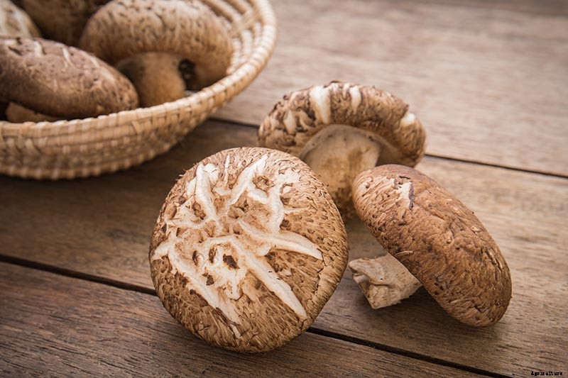 Which Vegetables Are High in Zinc?