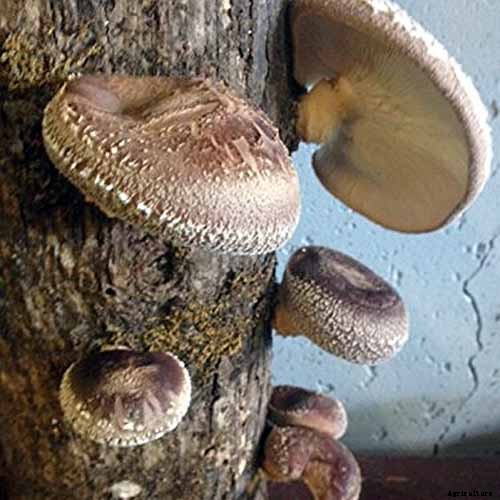 Which Vegetables Are High in Zinc?