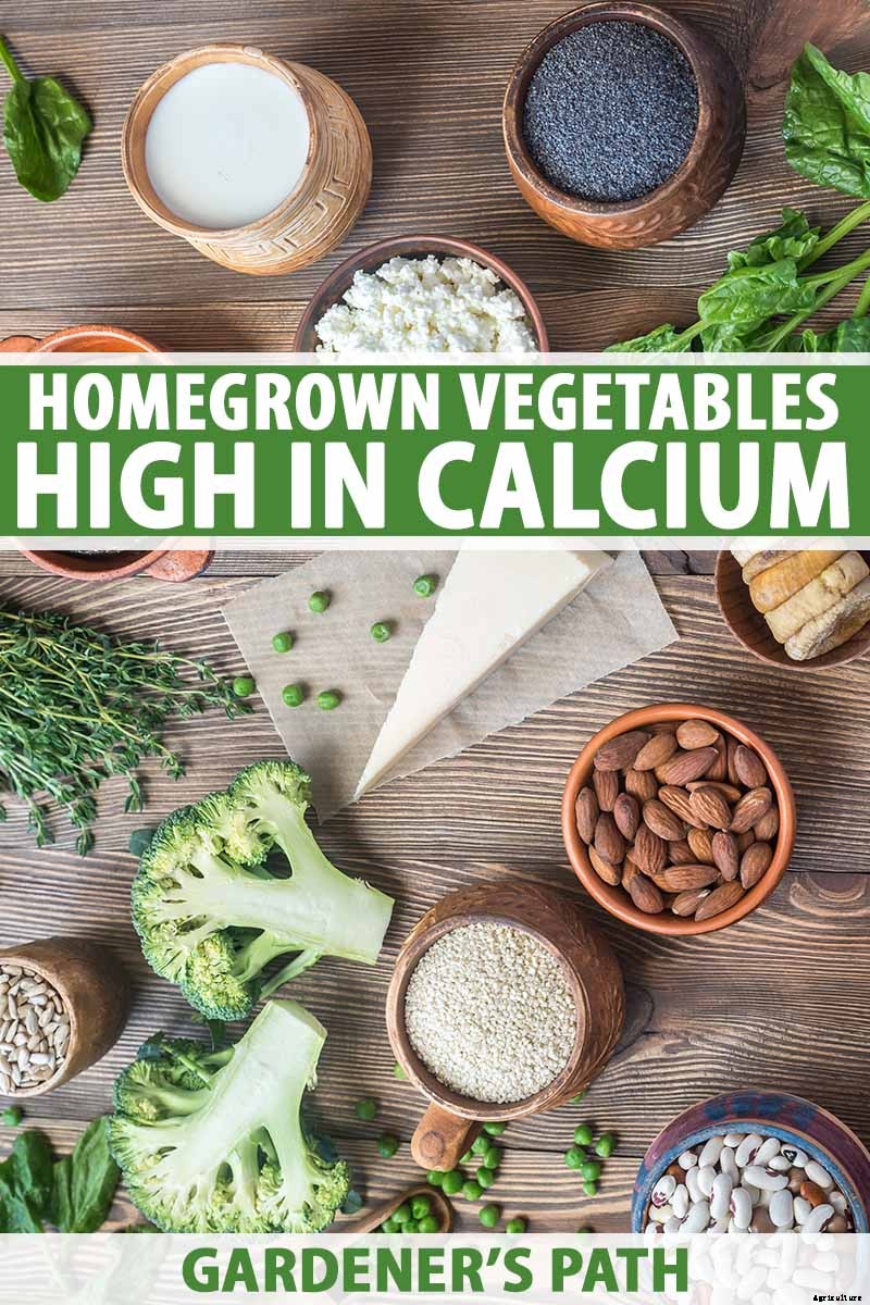 Which Vegetables Are the Best Sources of Calcium?