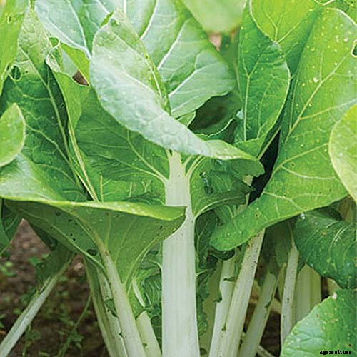 Which Vegetables Are the Best Sources of Calcium?