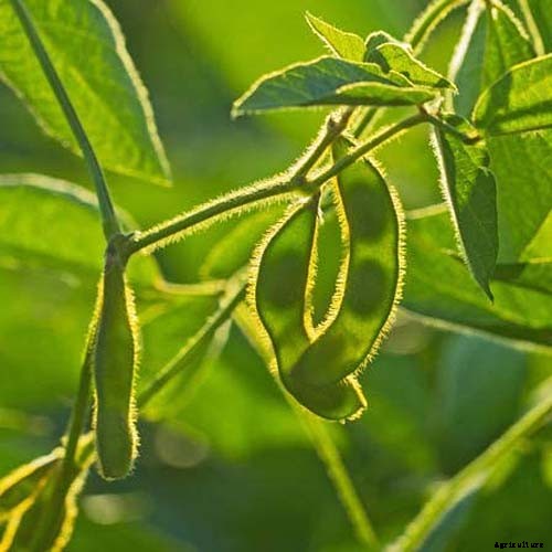 Which Vegetables Are the Best Sources of Calcium?