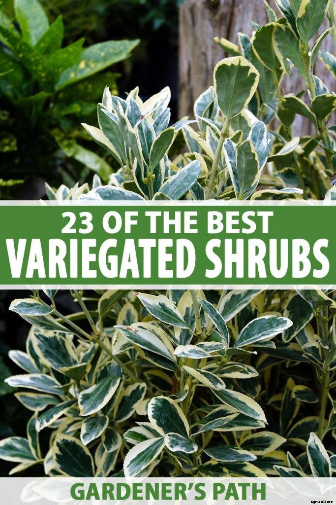 23 of the Best Variegated Shrubs for Your Landscape