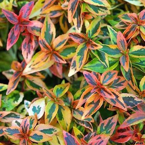 23 of the Best Variegated Shrubs for Your Landscape