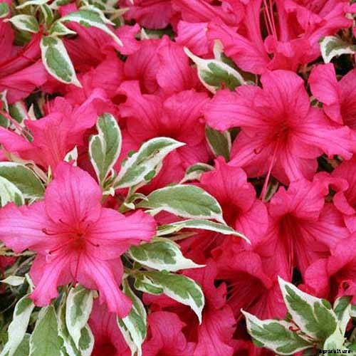 23 of the Best Variegated Shrubs for Your Landscape