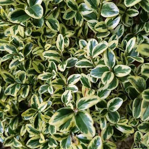 23 of the Best Variegated Shrubs for Your Landscape
