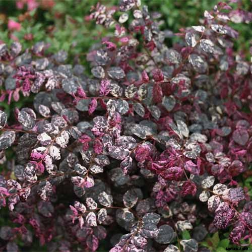 23 of the Best Variegated Shrubs for Your Landscape