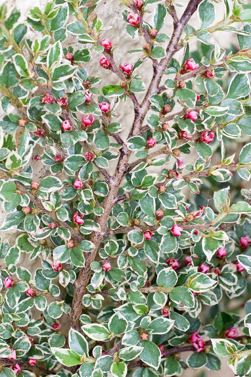 23 of the Best Variegated Shrubs for Your Landscape