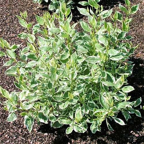23 of the Best Variegated Shrubs for Your Landscape