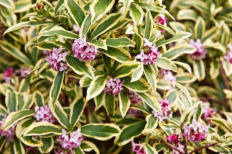 23 of the Best Variegated Shrubs for Your Landscape