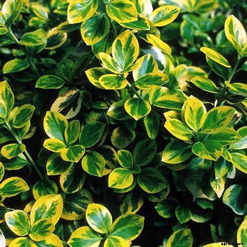 23 of the Best Variegated Shrubs for Your Landscape