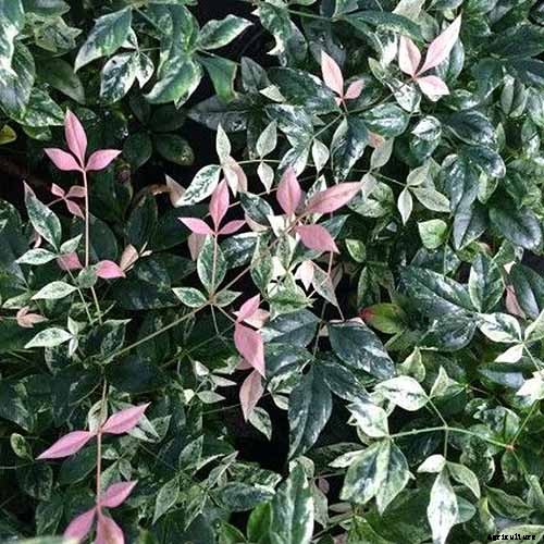 23 of the Best Variegated Shrubs for Your Landscape