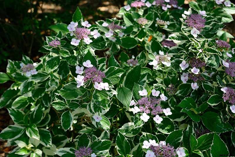 23 of the Best Variegated Shrubs for Your Landscape