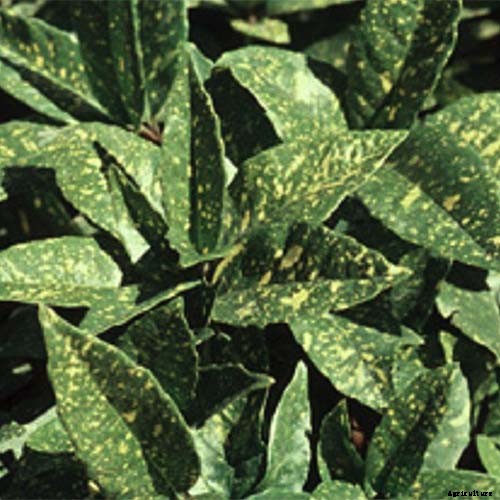 23 of the Best Variegated Shrubs for Your Landscape