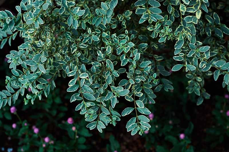 23 of the Best Variegated Shrubs for Your Landscape